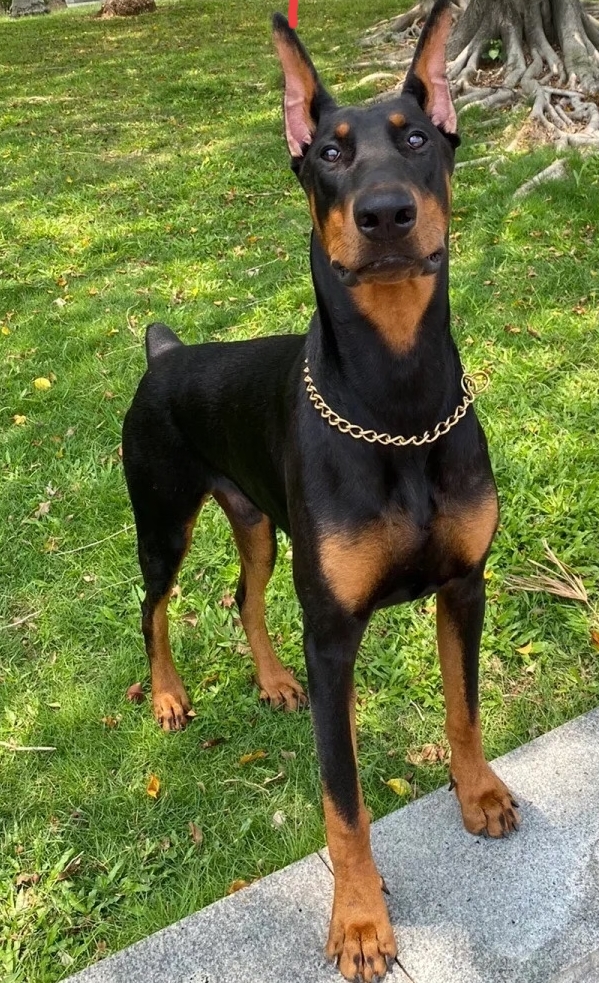 忠诚卫士，警犬，军犬代表